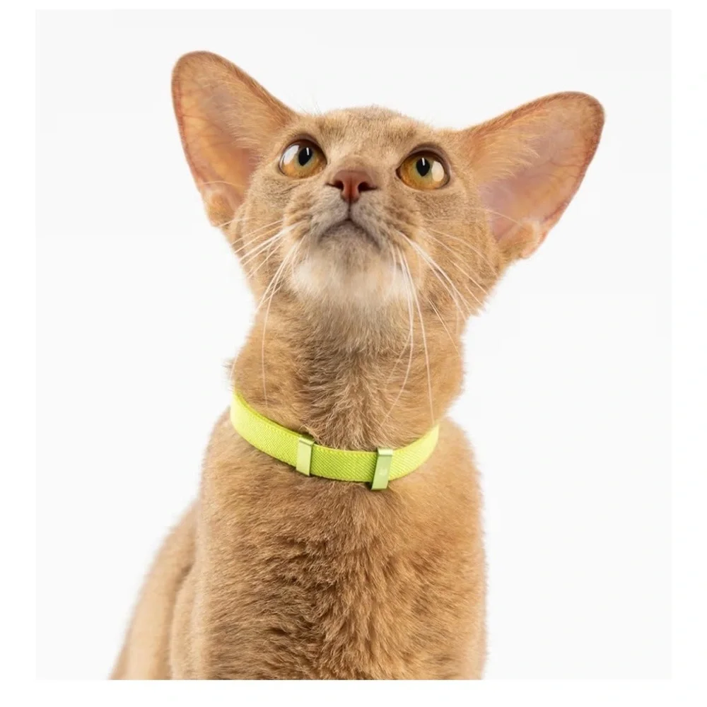 Purple Cat Safety Collar (A151)